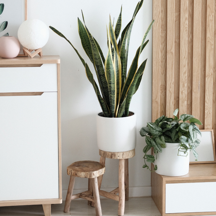5 ways to keep indoor plants alive: the ultimate guide
