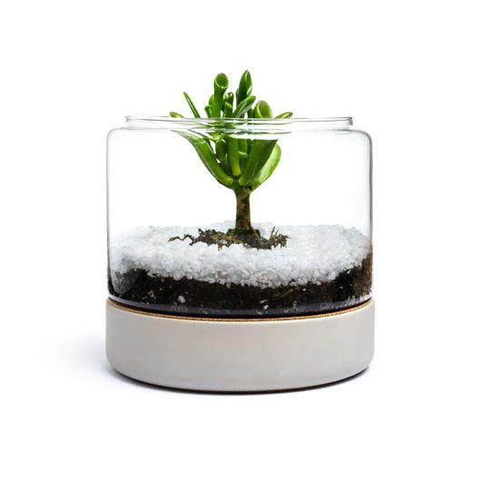 Mini terrarium kits