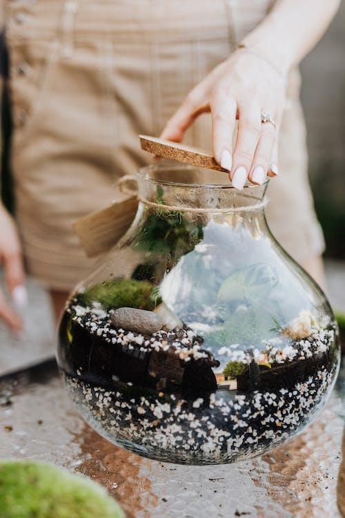 8 Types of Glass Terrarium for Your Next Project (Containers)