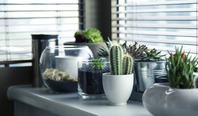 5 surprising benefits of an indoor plant