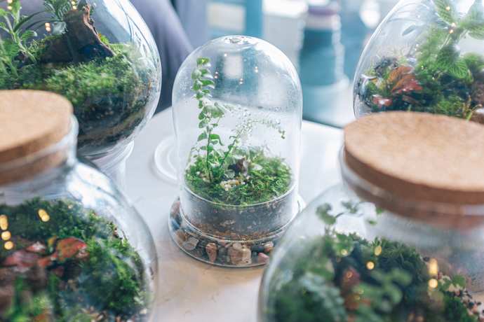 How to Take Care of a Closed Terrarium