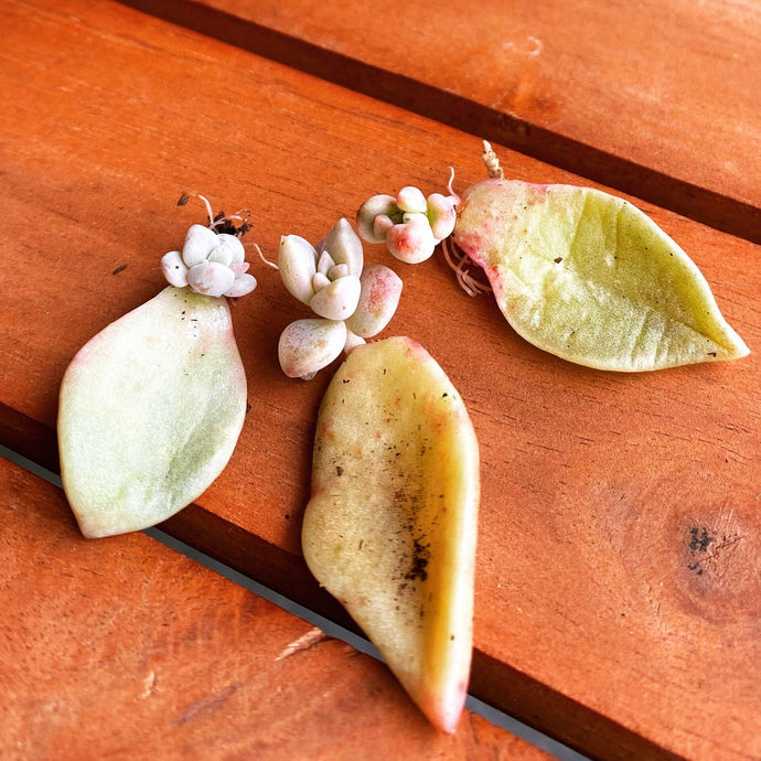 how to propagate succulents: a step by step process for propagating succulent cuttings