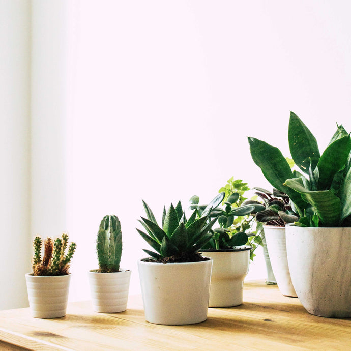 succulents: tips and tricks to keep them alive indoors