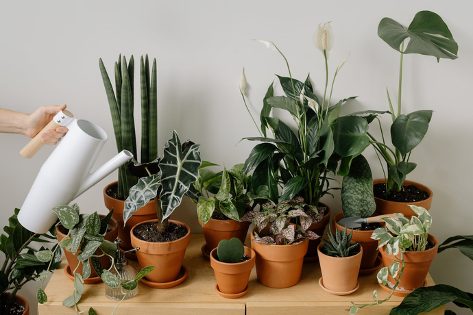 Indoor plants that can help with depression