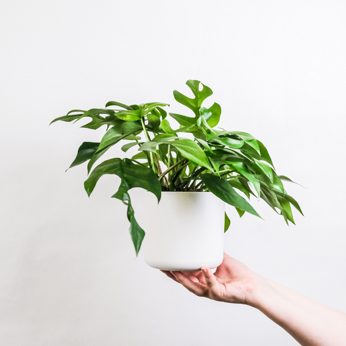 plant care: how to fertilise your indoor plants