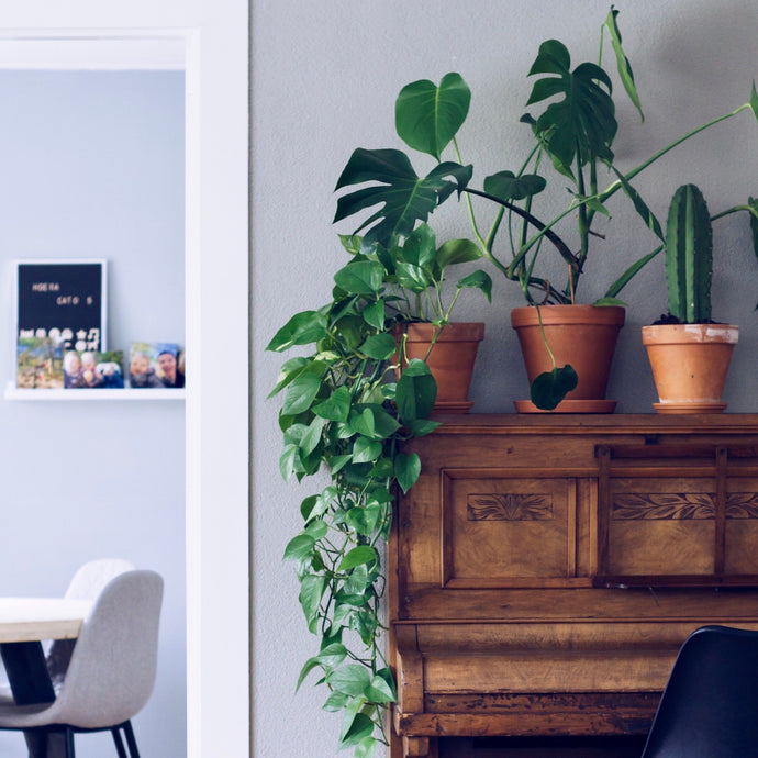the 6 best indoor plants to purify the air in your home