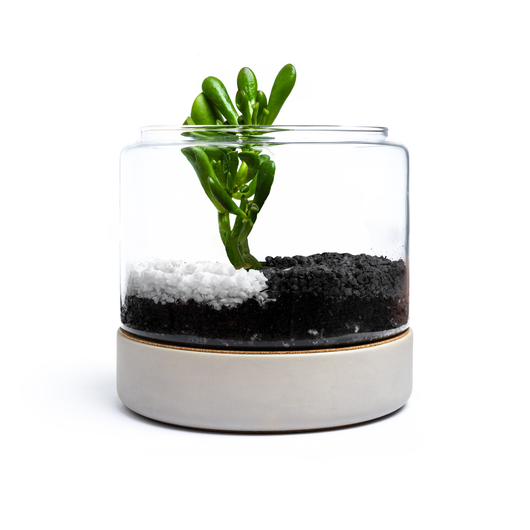 product image without succulent